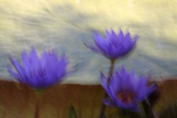 26 usch 08  Ursula Schomer  Lila Blumen 